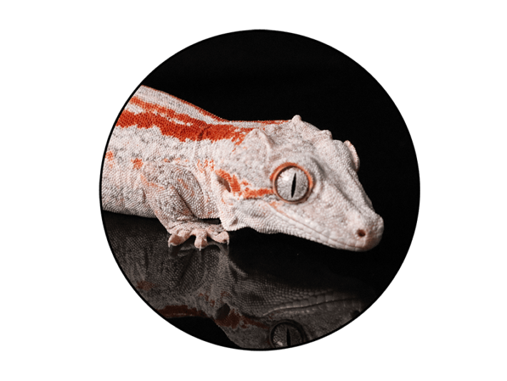 Reptiles For Sale - Buy Live Reptiles Online