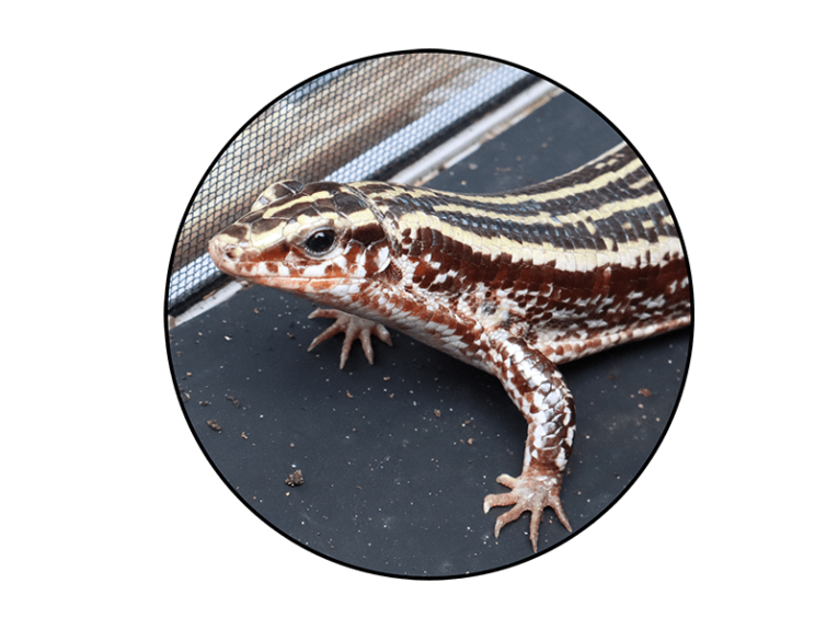 Reptiles For Sale - Buy Live Reptiles Online