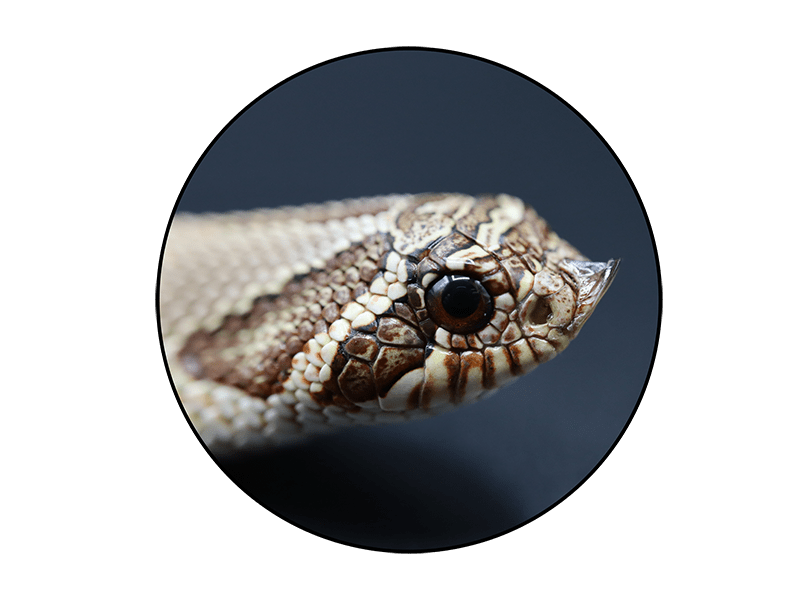 Reptiles For Sale - Buy Live Reptiles Online