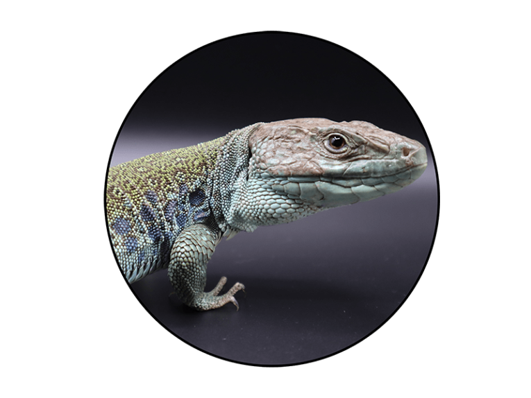 Reptiles For Sale - Buy Live Reptiles Online