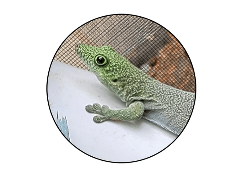 Reptiles For Sale - Buy Live Reptiles Online