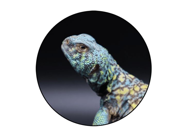 buying reptiles online