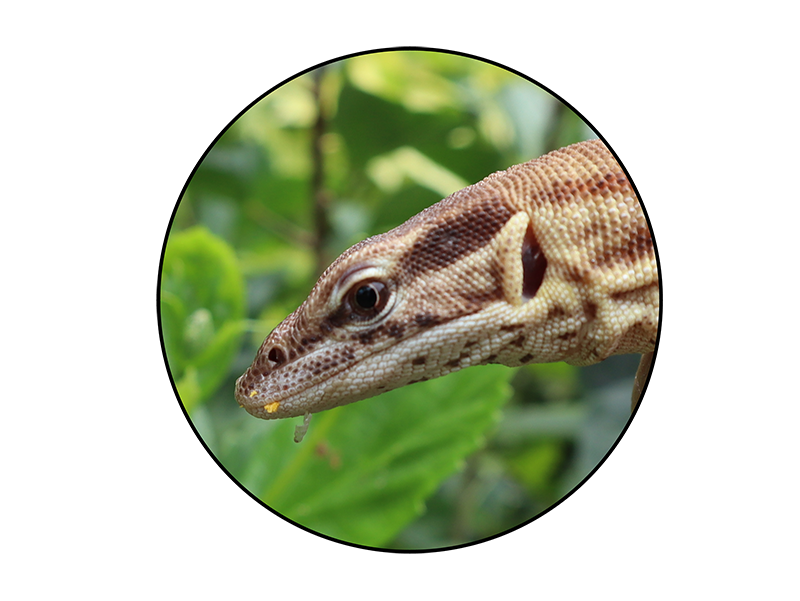 Reptiles For Sale - Buy Live Reptiles Online