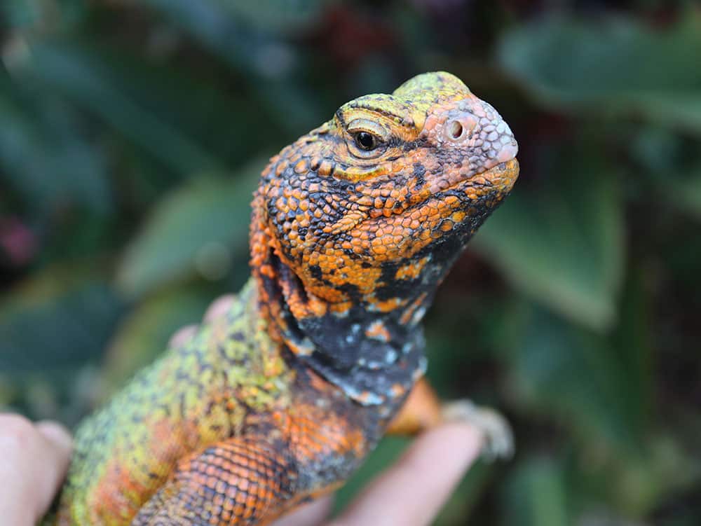 Orange Uromastyx for sale