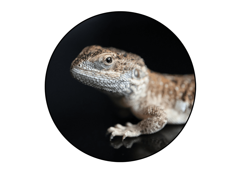 Reptiles For Sale - Buy Live Reptiles Online