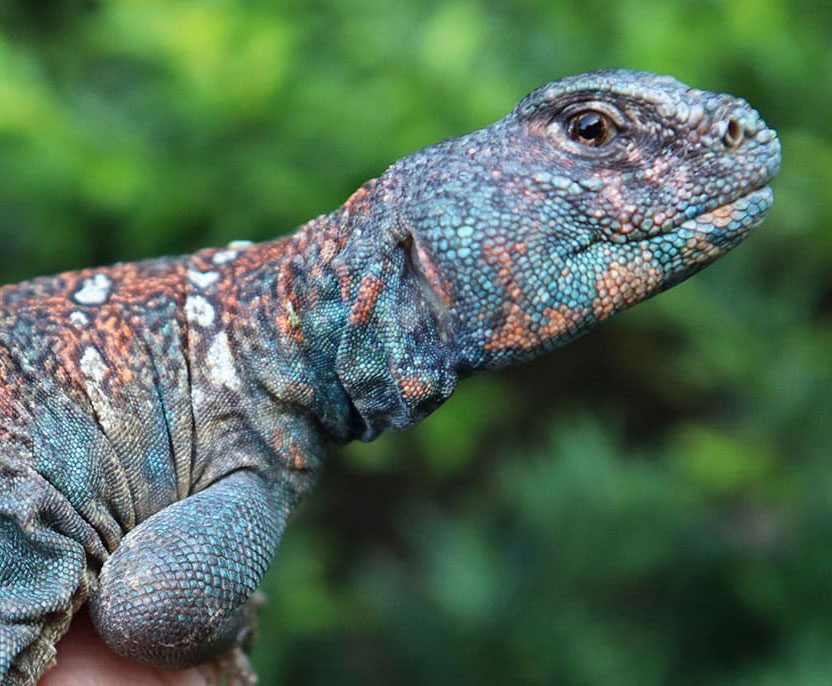 uromastyx ocellata pet